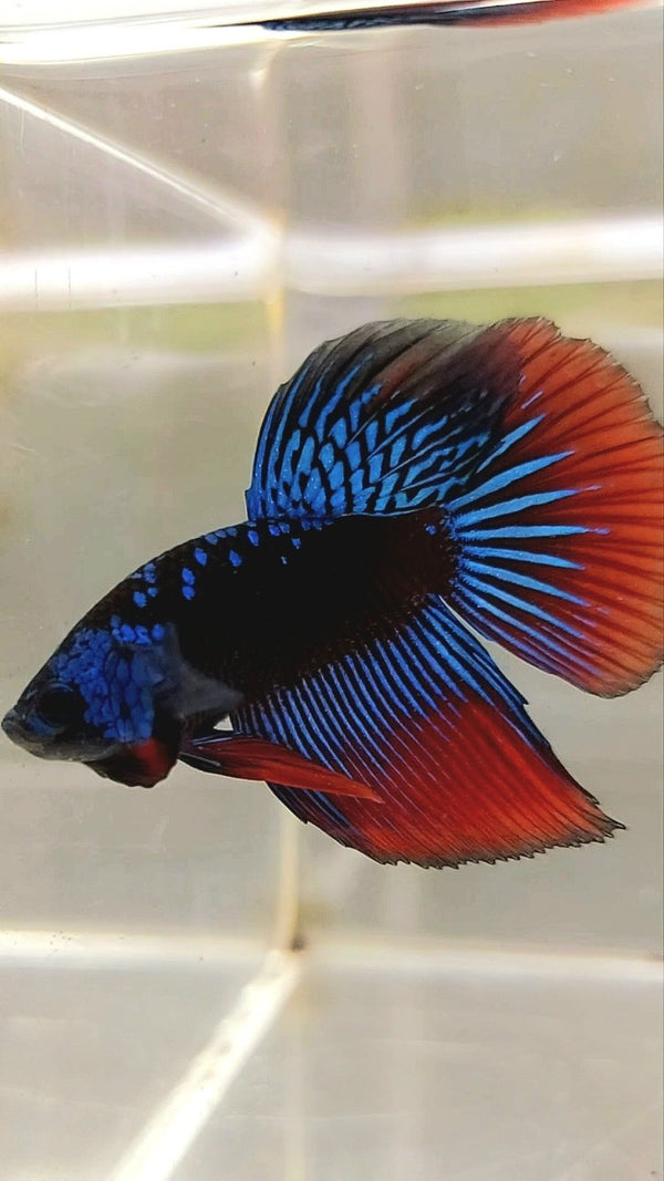 LONGFIN HALFMOON BLUE ALIEN SAMURAI GALAXY HYBRID WILD BETTA FISH ...