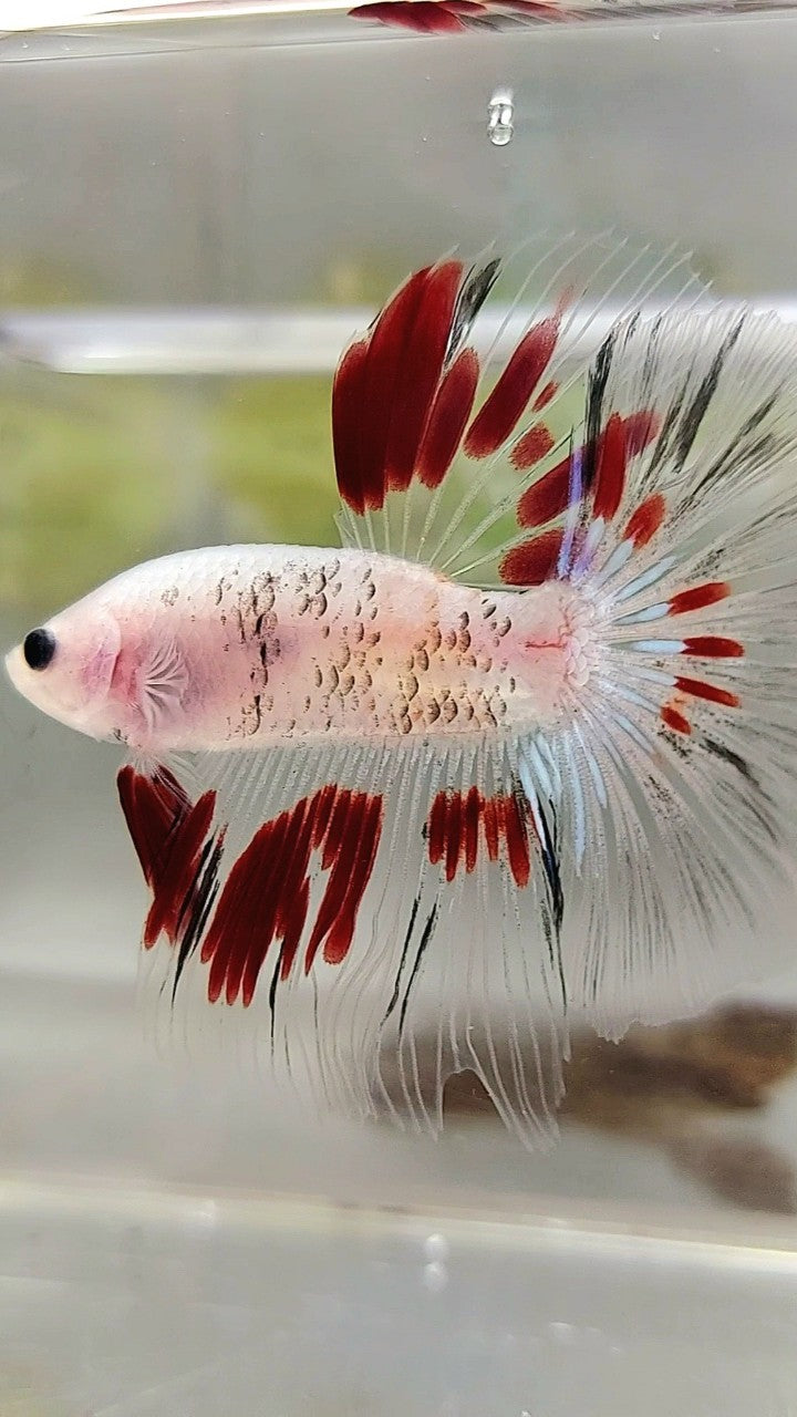 HALFMOON ROSETAIL AOC CELLOPHANE RED BETTA FISH