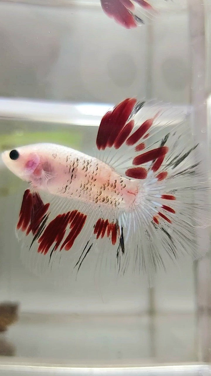 HALFMOON ROSETAIL AOC CELLOPHANE RED BETTA FISH