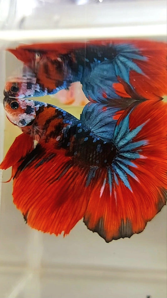 HALFMOON ROSETAIL SCHWARZ BLAU GALAXY ROT MEHRFARBIGER BETTA-FISCH