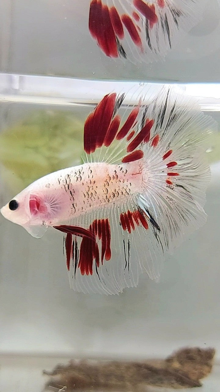 HALFMOON ROSETAIL AOC CELLOPHANE RED BETTA FISH