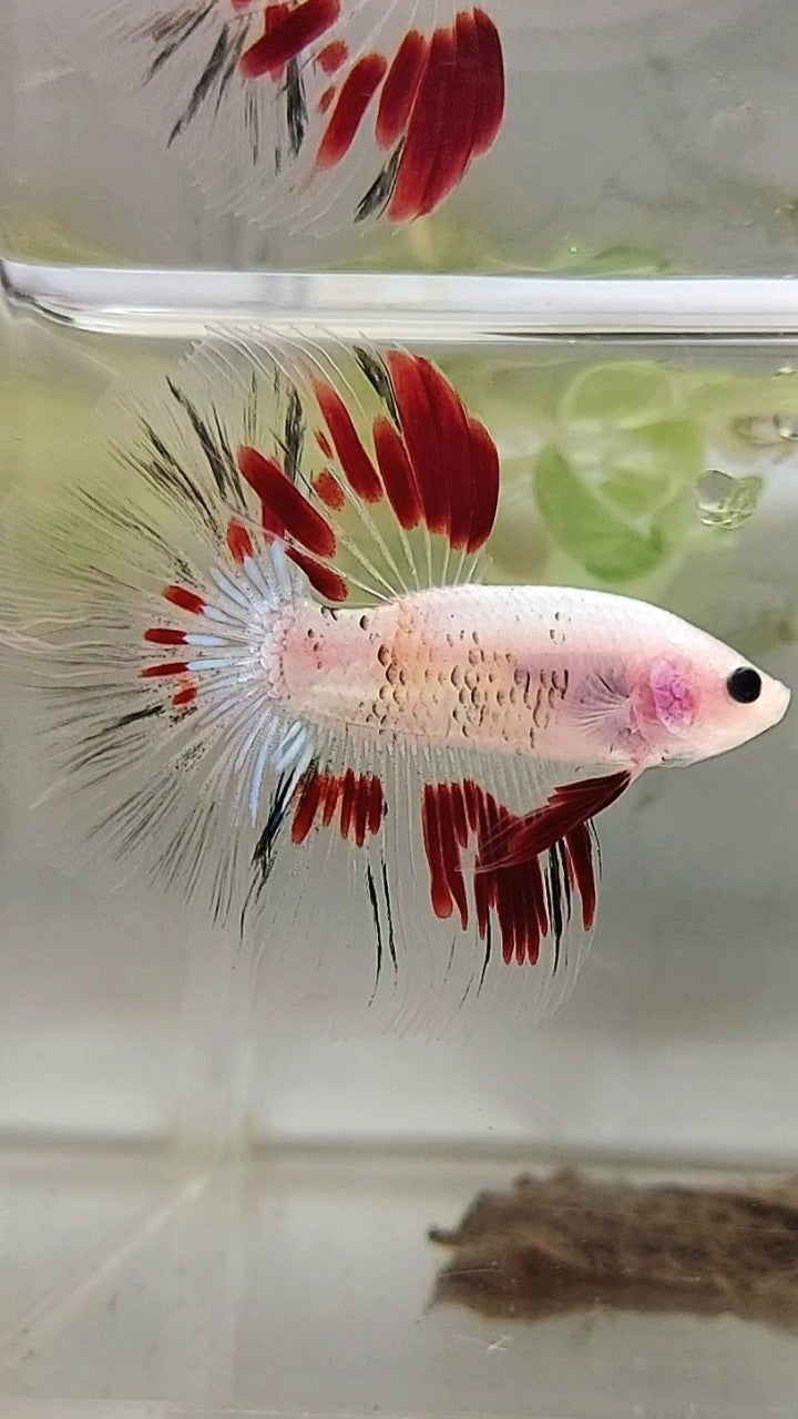 HALFMOON ROSETAIL AOC CELLOPHANE RED BETTA FISH