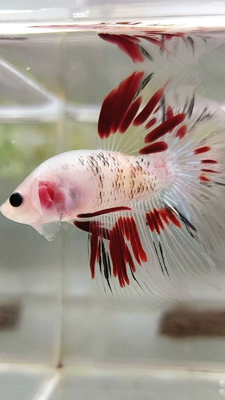 HALFMOON ROSETAIL AOC CELLOPHANE RED BETTA FISH