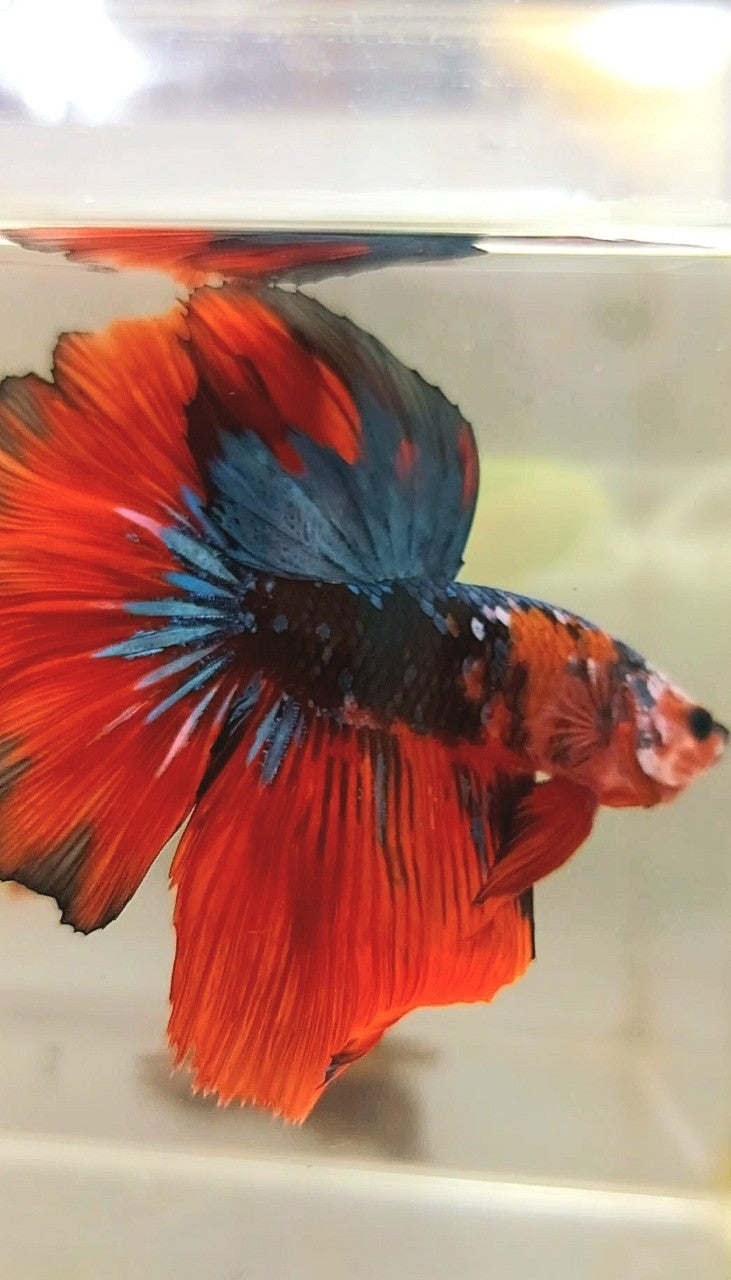 HALFMOON ROSETAIL SCHWARZ BLAU GALAXY ROT MEHRFARBIGER BETTA-FISCH