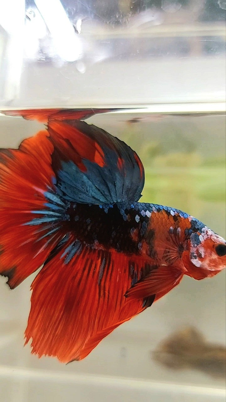 HALFMOON ROSETAIL SCHWARZ BLAU GALAXY ROT MEHRFARBIGER BETTA-FISCH