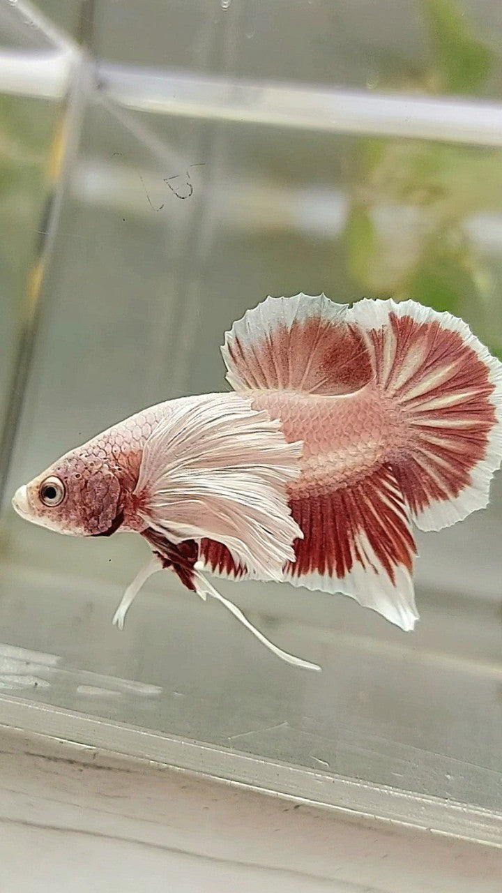 PLAKAT DUMBO EAR LAVENDER BETTA FISH