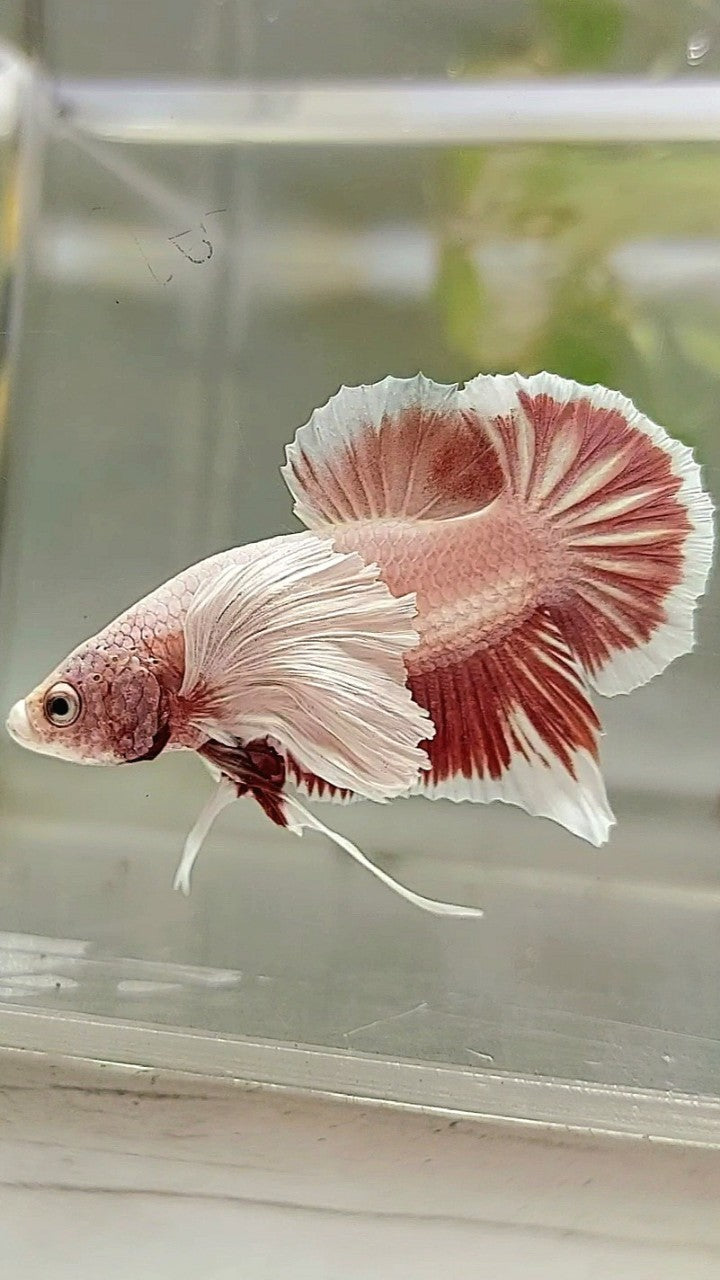 PLAKAT DUMBO EAR LAVENDER BETTA FISH