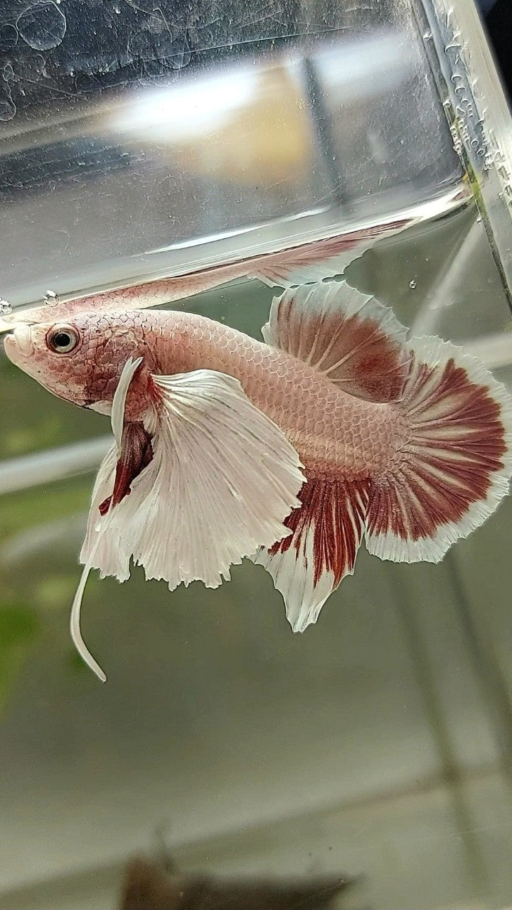 PLAKAT DUMBO EAR LAVENDER BETTA FISH