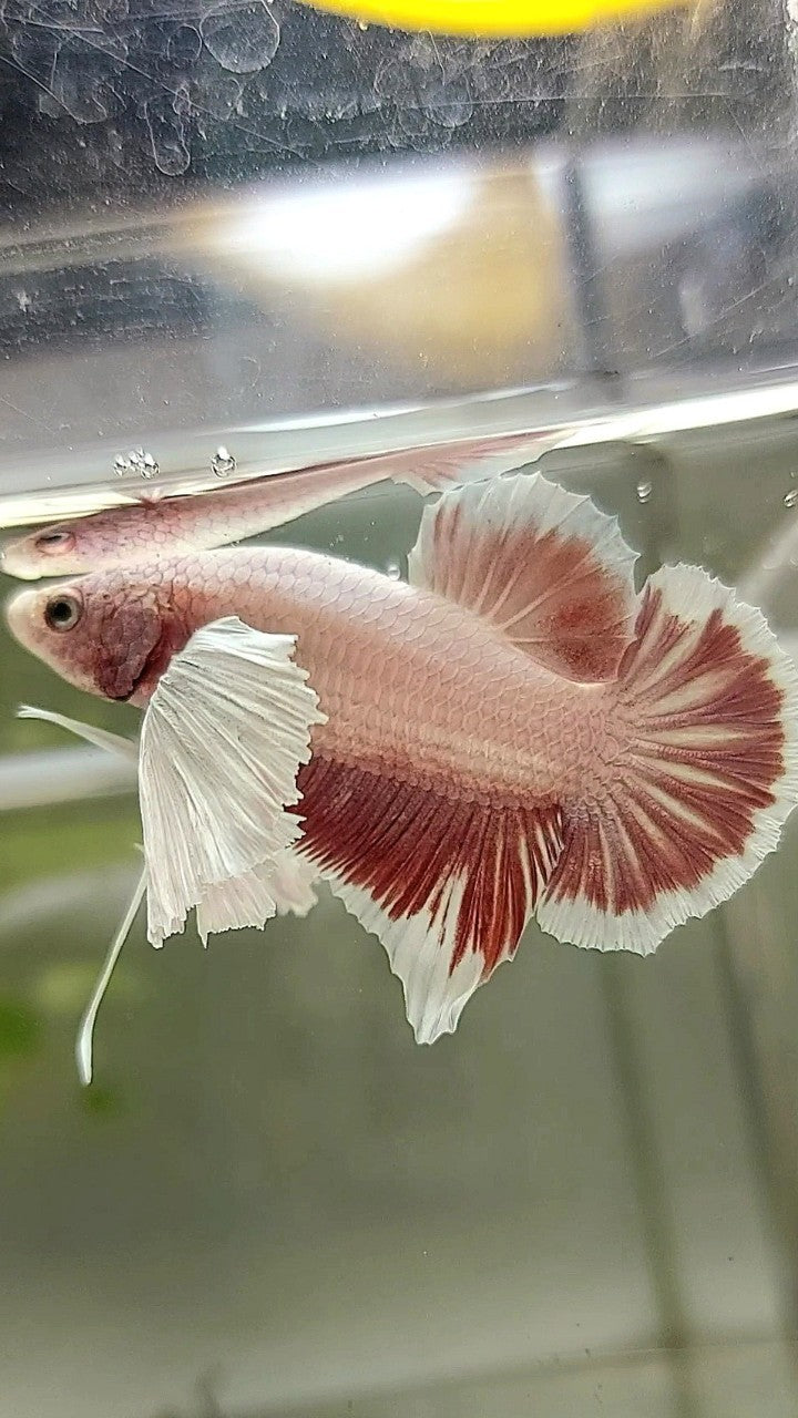 PLAKAT DUMBO EAR LAVENDER BETTA FISH