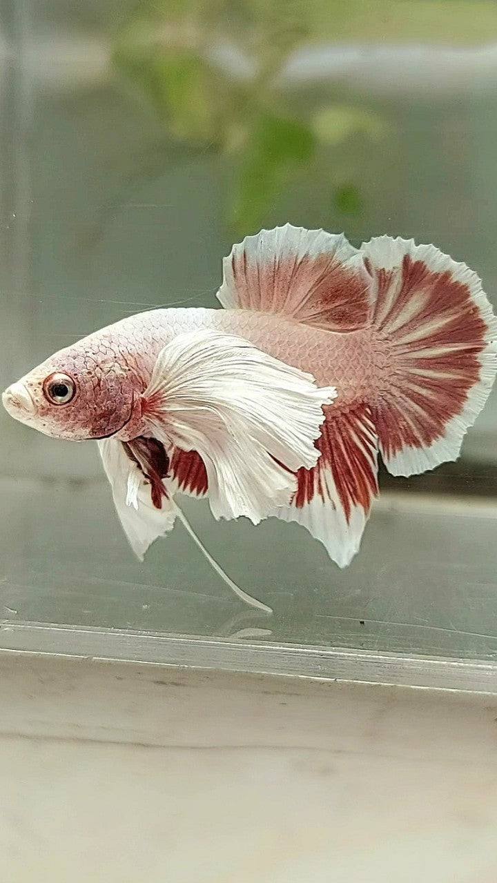 PLAKAT DUMBO EAR LAVENDER BETTA FISH