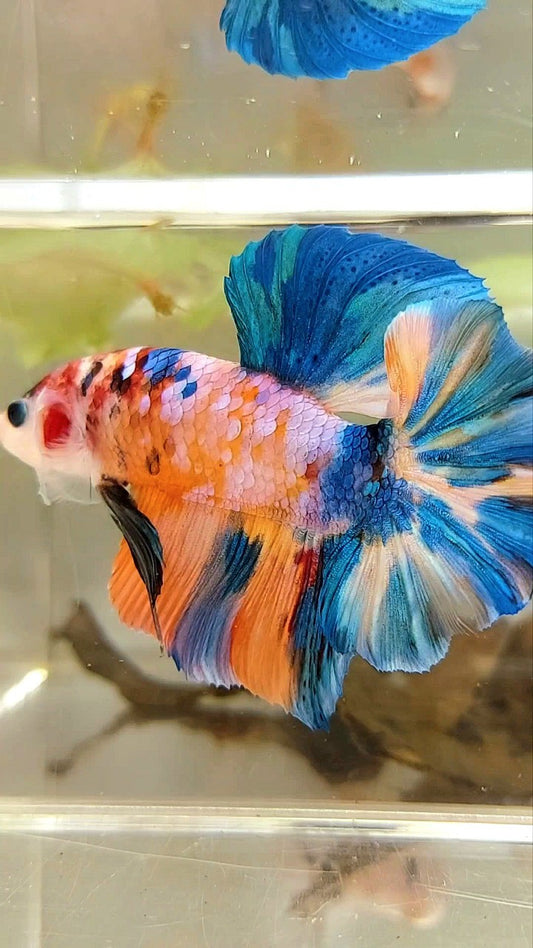 GIANT HMPK BO 5,5CM ORANGE GALAXY BLUE MULTICOLOR BETTA FISH