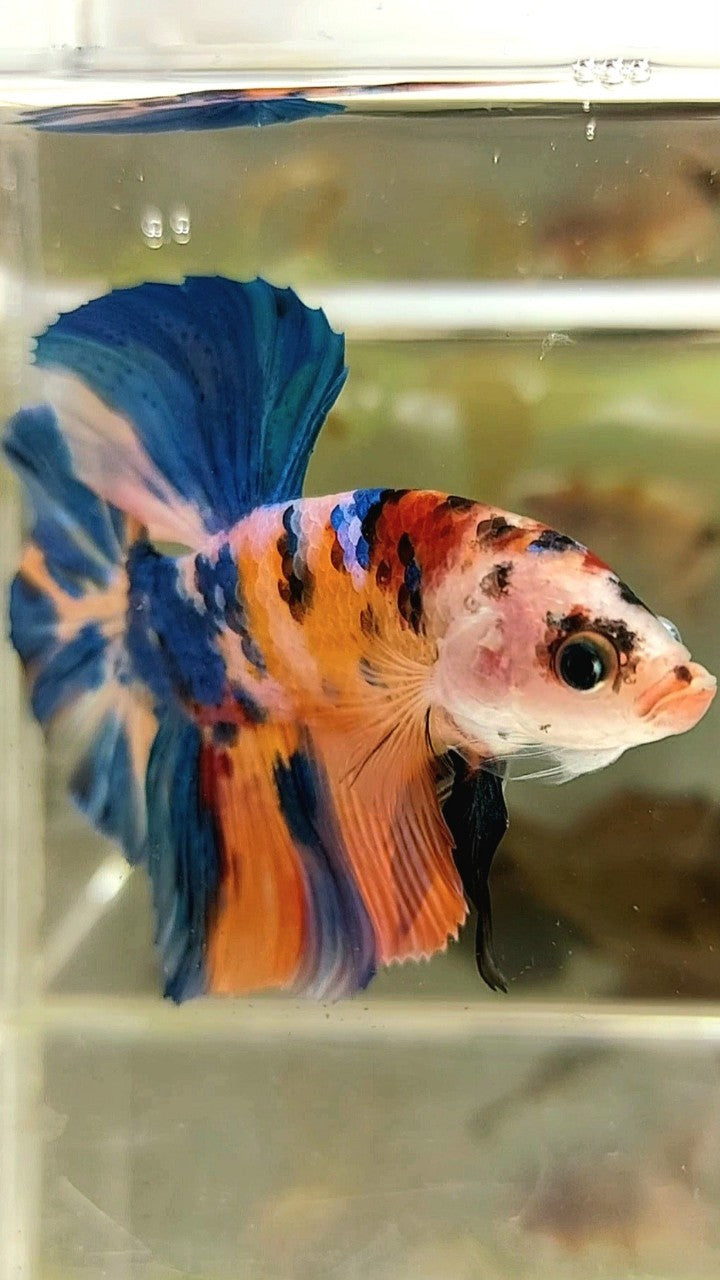 GIANT HMPK BO 5,5CM ORANGE GALAXY BLUE MULTICOLOR BETTA FISH