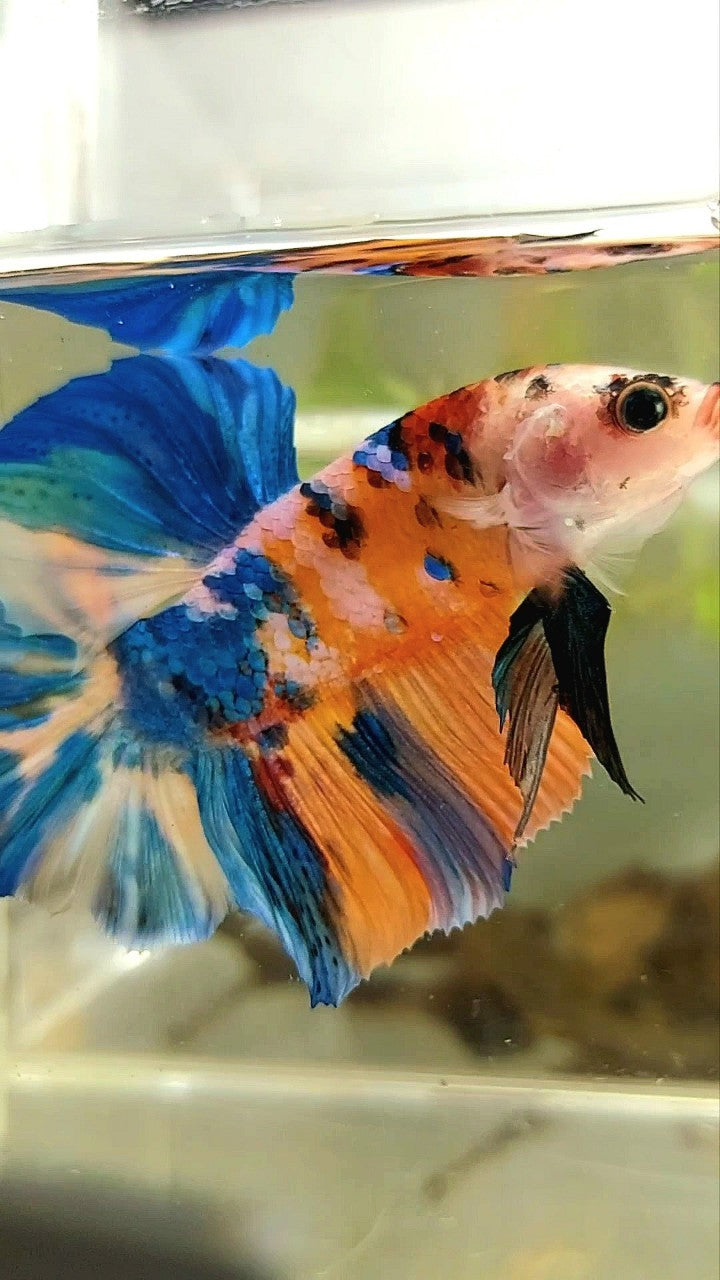 GIANT HMPK BO 5,5CM ORANGE GALAXY BLUE MULTICOLOR BETTA FISH