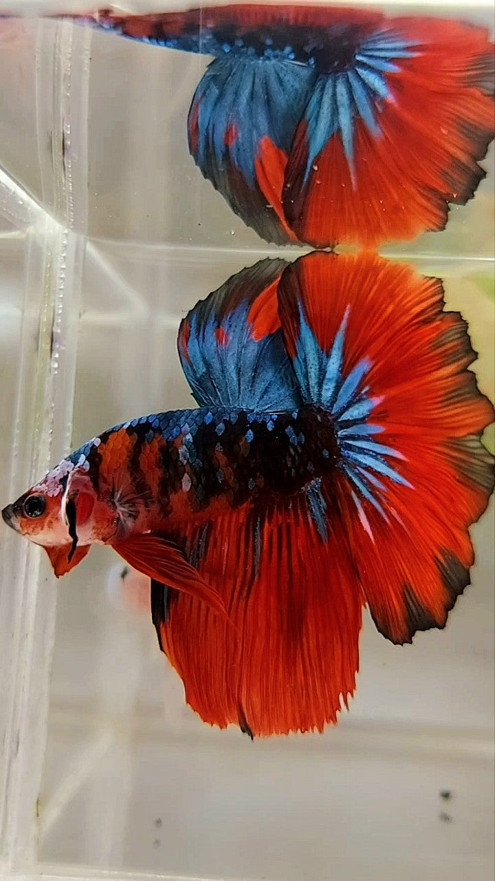 HALFMOON ROSETAIL SCHWARZ BLAU GALAXY ROT MEHRFARBIGER BETTA-FISCH