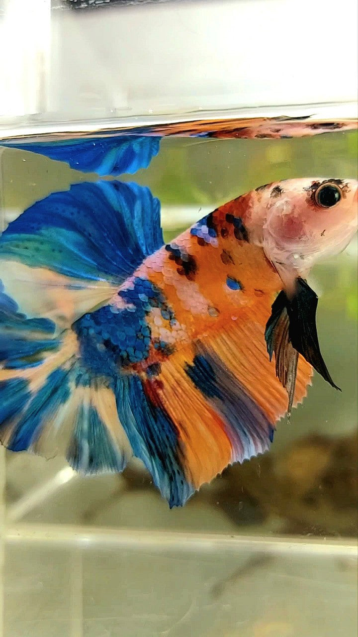 GIANT HMPK BO 5,5CM ORANGE GALAXY BLUE MULTICOLOR BETTA FISH