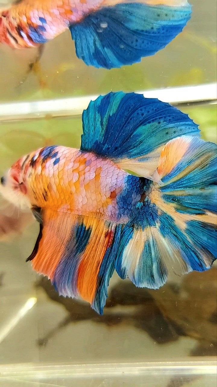 GIANT HMPK BO 5,5CM ORANGE GALAXY BLUE MULTICOLOR BETTA FISH