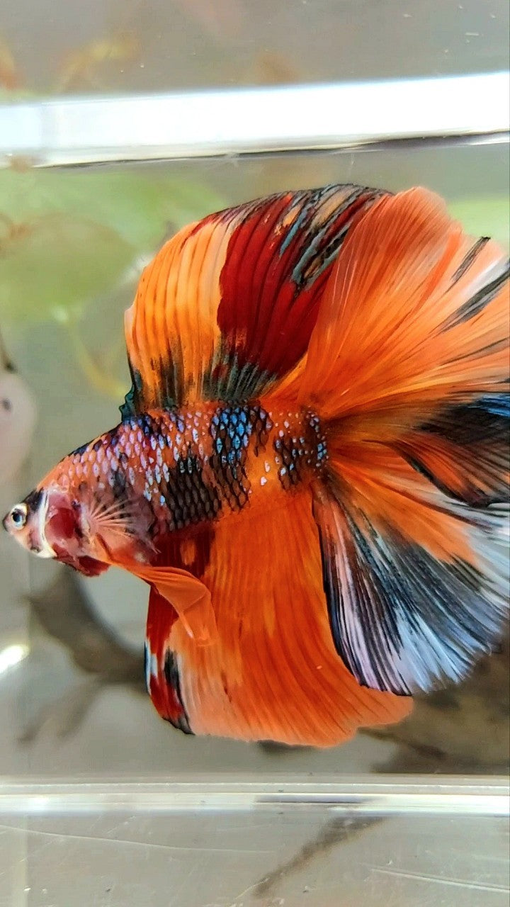 XL HALFMOON DOUBLE TAIL ORANGE GALAXY MULTICOLOR BETTA FISH