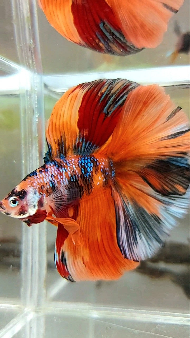 XL HALFMOON DOUBLE TAIL ORANGE GALAXY MULTICOLOR BETTA FISH