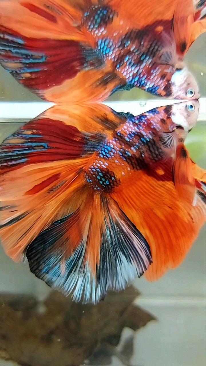 XL HALFMOON DOUBLE TAIL ORANGE GALAXY MULTICOLOR BETTA FISH