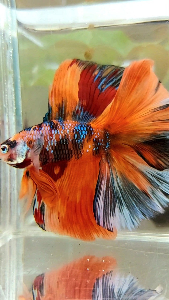 XL HALFMOON DOUBLE TAIL ORANGE GALAXY MULTICOLOR BETTA FISH