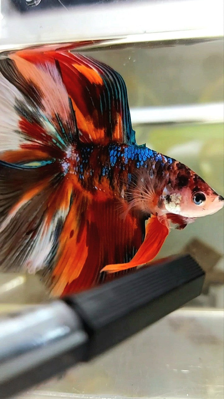 XL HALFMOON DOUBLE TAIL ORANGE BLACK GALAXY MULTICOLOR BETTA FISH