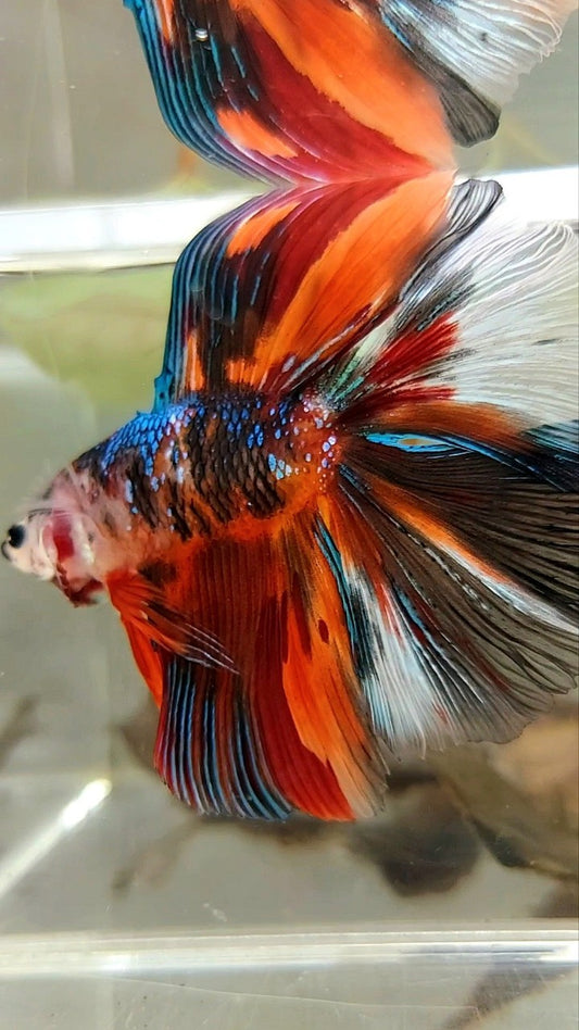 XL HALFMOON DOUBLE TAIL ORANGE BLACK GALAXY MULTICOLOR BETTA FISH