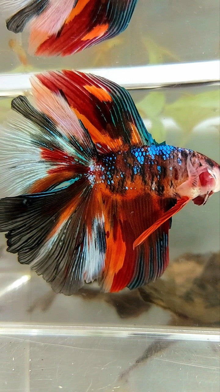 XL HALFMOON DOUBLE TAIL ORANGE BLACK GALAXY MULTICOLOR BETTA FISH