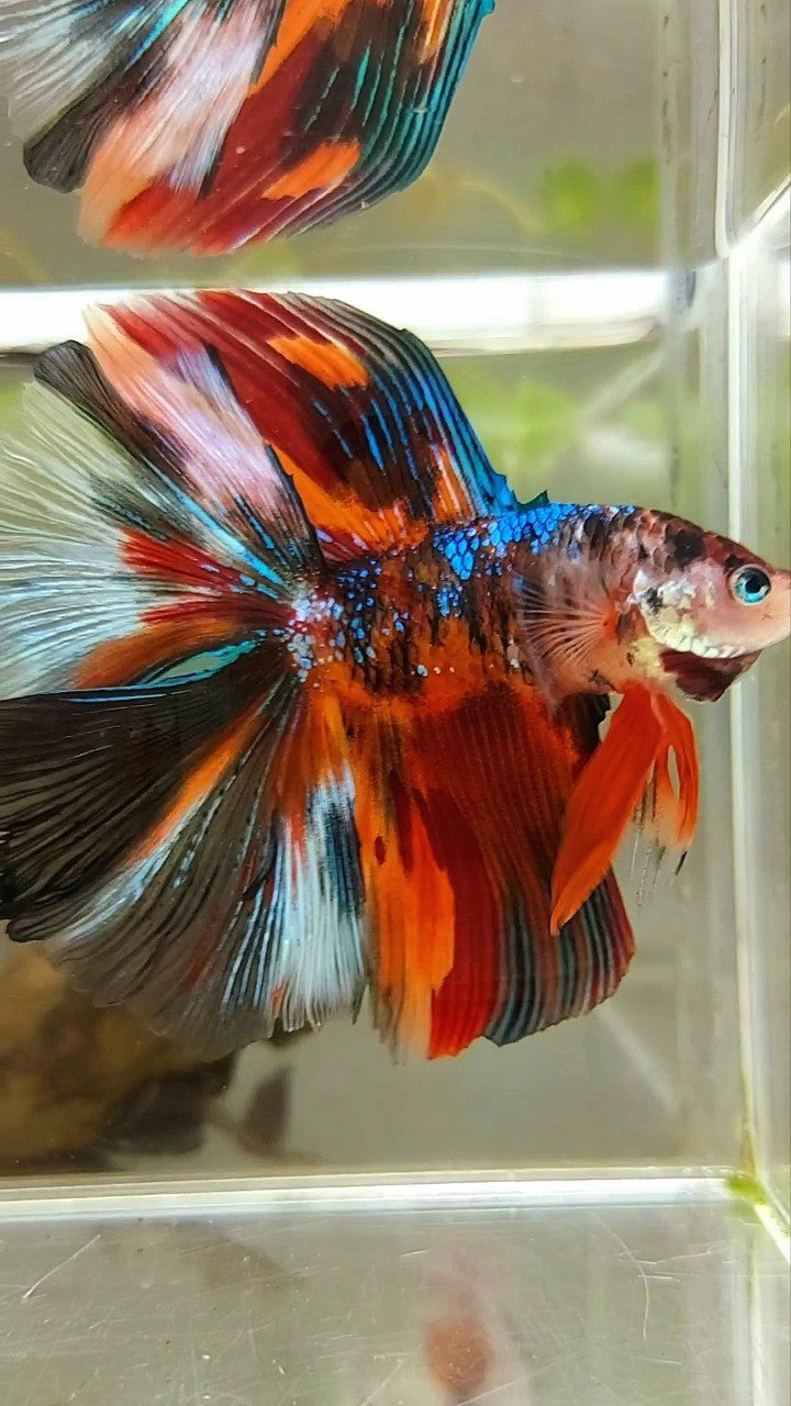 XL HALFMOON DOUBLE TAIL ORANGE BLACK GALAXY MULTICOLOR BETTA FISH