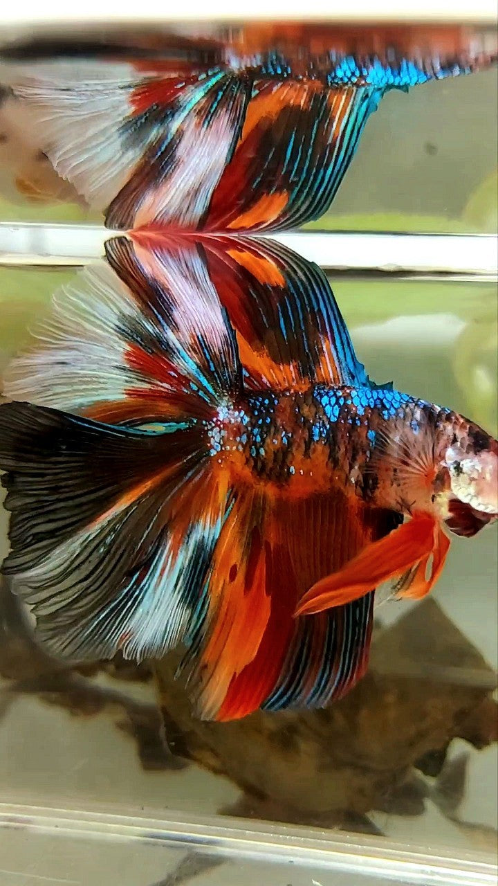 XL HALFMOON DOUBLE TAIL ORANGE BLACK GALAXY MULTICOLOR BETTA FISH