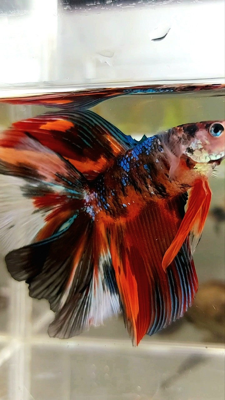 XL HALFMOON DOUBLE TAIL ORANGE BLACK GALAXY MULTICOLOR BETTA FISH