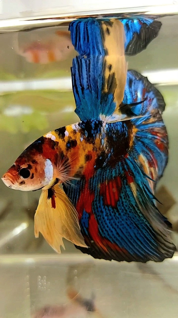 RIESIGE GRÖSSE HALBMOND-ROSENSCHWANZ TL 8 CM GELB SCHWARZ KOI GALAXY MEHRFARBIGER BETTA-FISCH