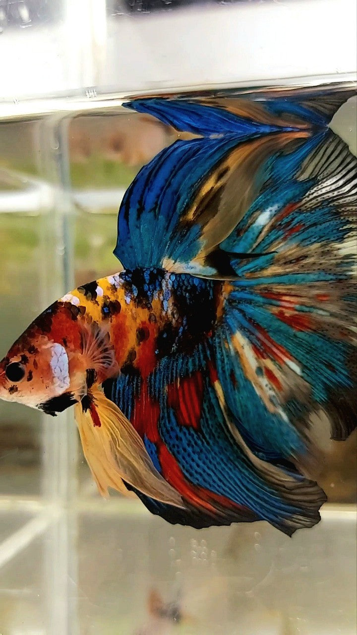 RIESIGE GRÖSSE HALBMOND-ROSENSCHWANZ TL 8 CM GELB SCHWARZ KOI GALAXY MEHRFARBIGER BETTA-FISCH