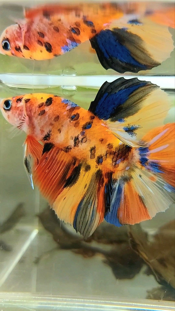 RIESIGER HMPK BO 5CM GELB ORANGE TIGER GALAXY MULTICOLOR BETTA FISCH