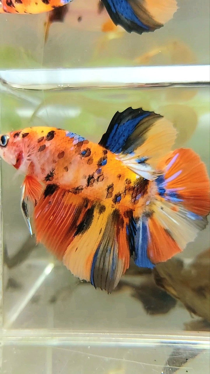 RIESIGER HMPK BO 5CM GELB ORANGE TIGER GALAXY MULTICOLOR BETTA FISCH