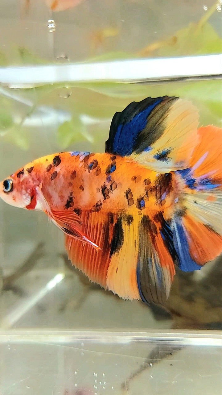 GIANT HMPK BO 5CM YELLOW ORANGE TIGER GALAXY MULTICOLOR BETTA FISH