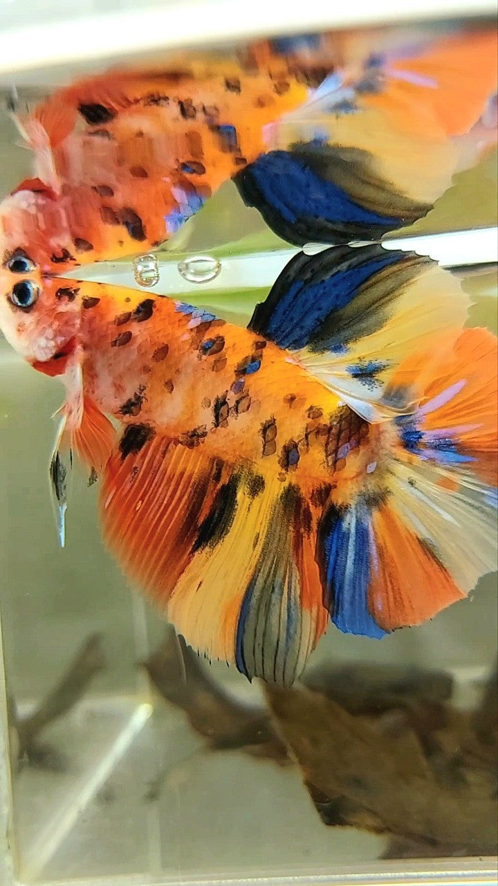 GIANT HMPK BO 5CM YELLOW ORANGE TIGER GALAXY MULTICOLOR BETTA FISH