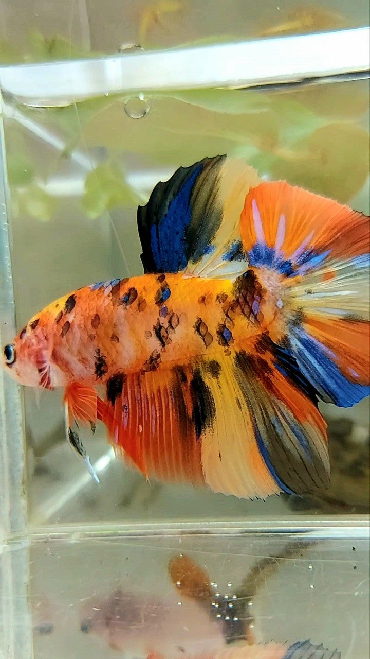 GIANT HMPK BO 5CM YELLOW ORANGE TIGER GALAXY MULTICOLOR BETTA FISH