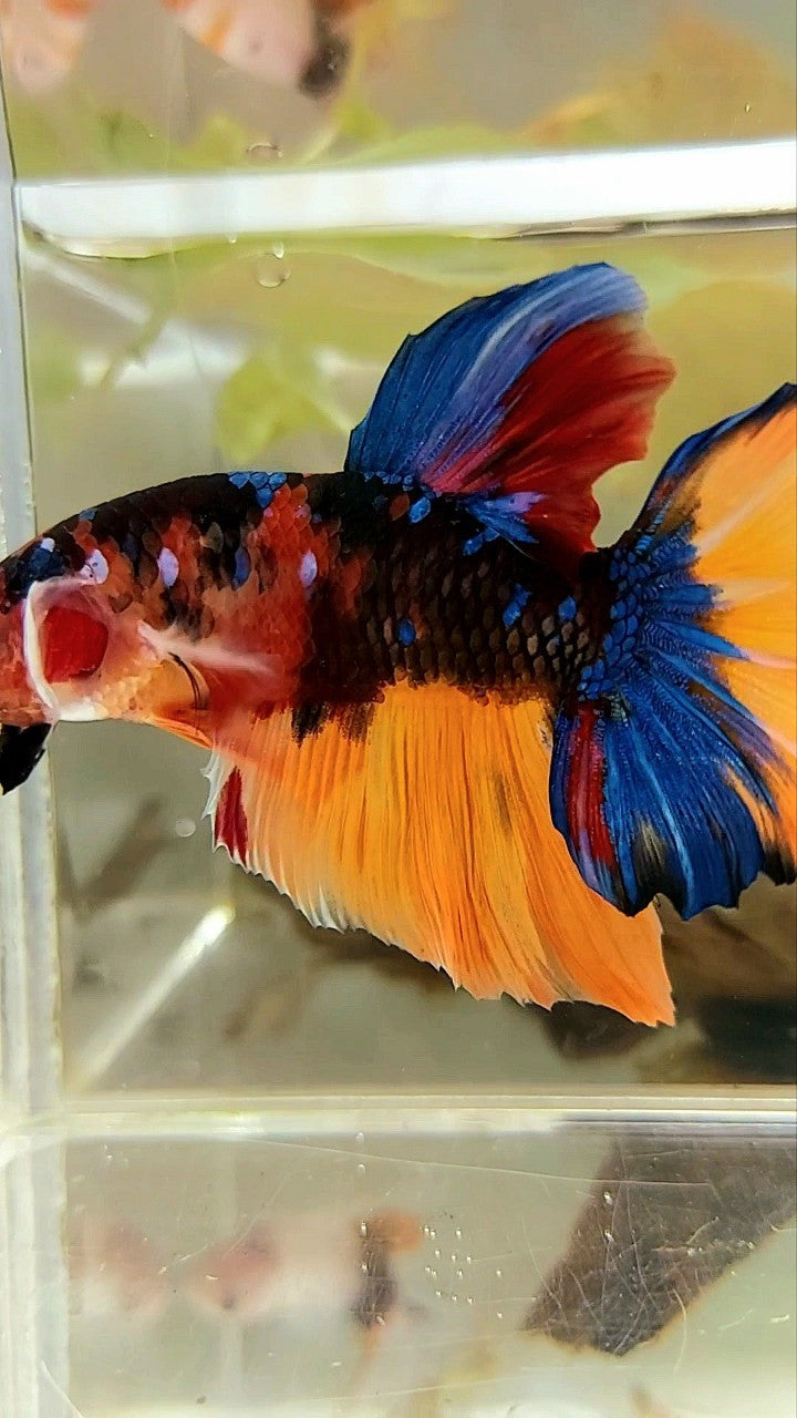 GIANT PLAKAT BO 5,5CM ORANGE GALAXY BLUE MULTICOLOR BETTA FISH