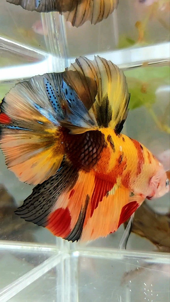 GIANT HMPK PLAKAT BO 5,5CM ORANGE YELLOW TIGER MULTICOLOR BETTA FISH