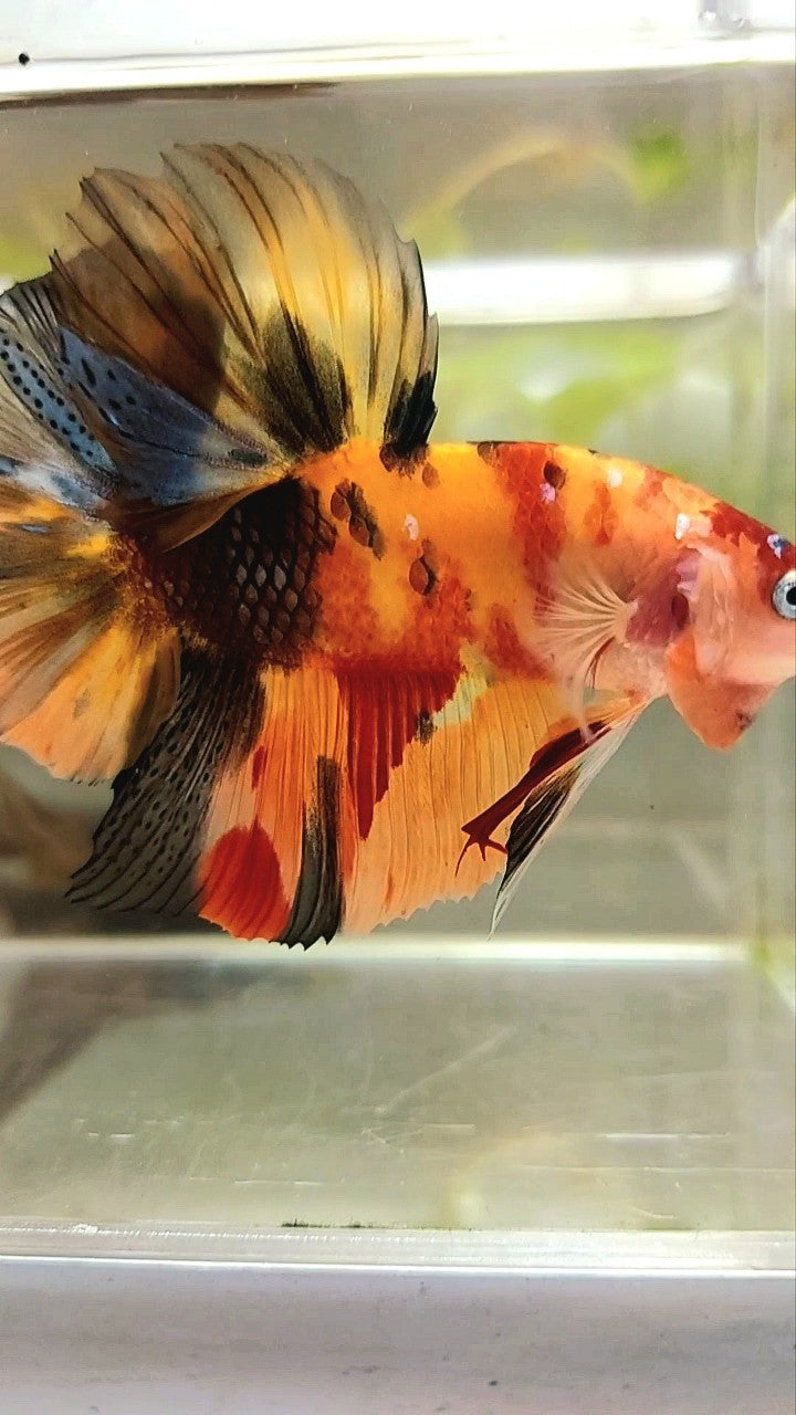 RIESIGER HMPK PLAKAT BO 5,5CM ORANGE GELBER TIGER MEHRFARBIGER BETTA-FISCH