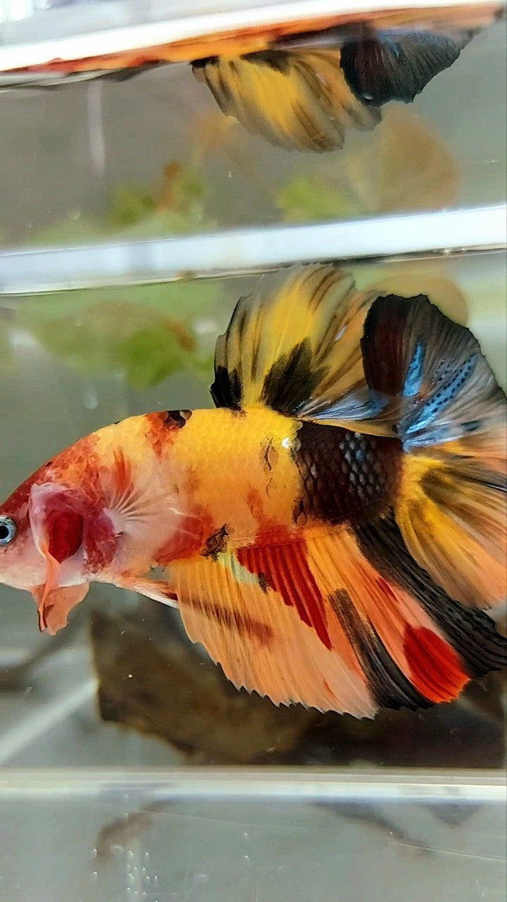 GIANT HMPK PLAKAT BO 5,5CM ORANGE YELLOW TIGER MULTICOLOR BETTA FISH