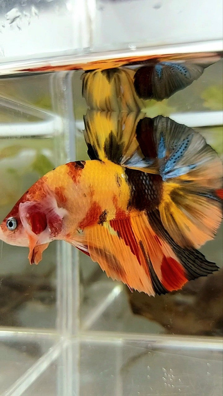 GIANT HMPK PLAKAT BO 5,5CM ORANGE YELLOW TIGER MULTICOLOR BETTA FISH