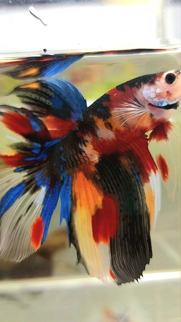 XL HALFMOON KOI SPLASH MULTICOLOR BETTA FISH