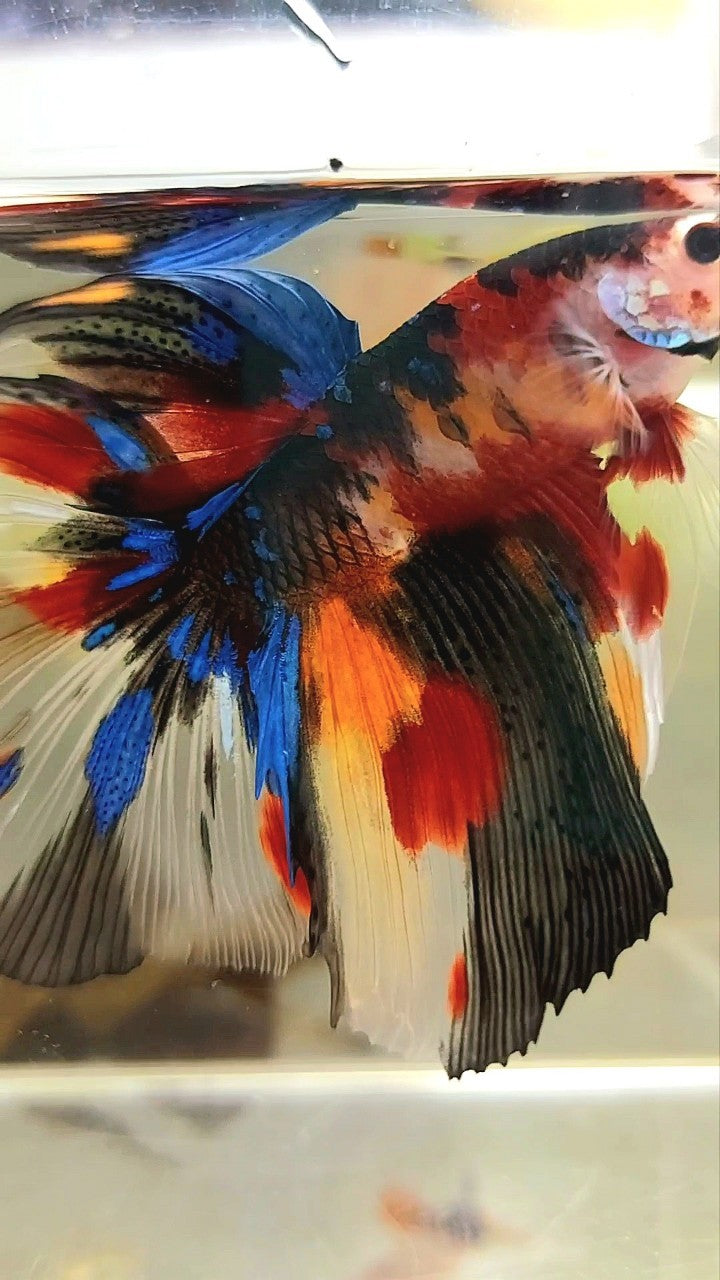 XL HALFMOON KOI SPLASH MULTICOLOR BETTA FISH