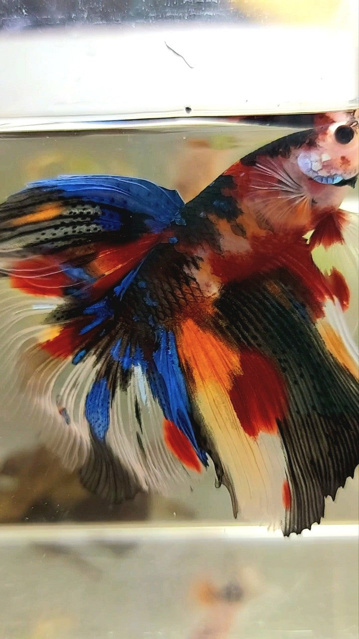 XL HALFMOON KOI SPLASH MULTICOLOR BETTA FISH