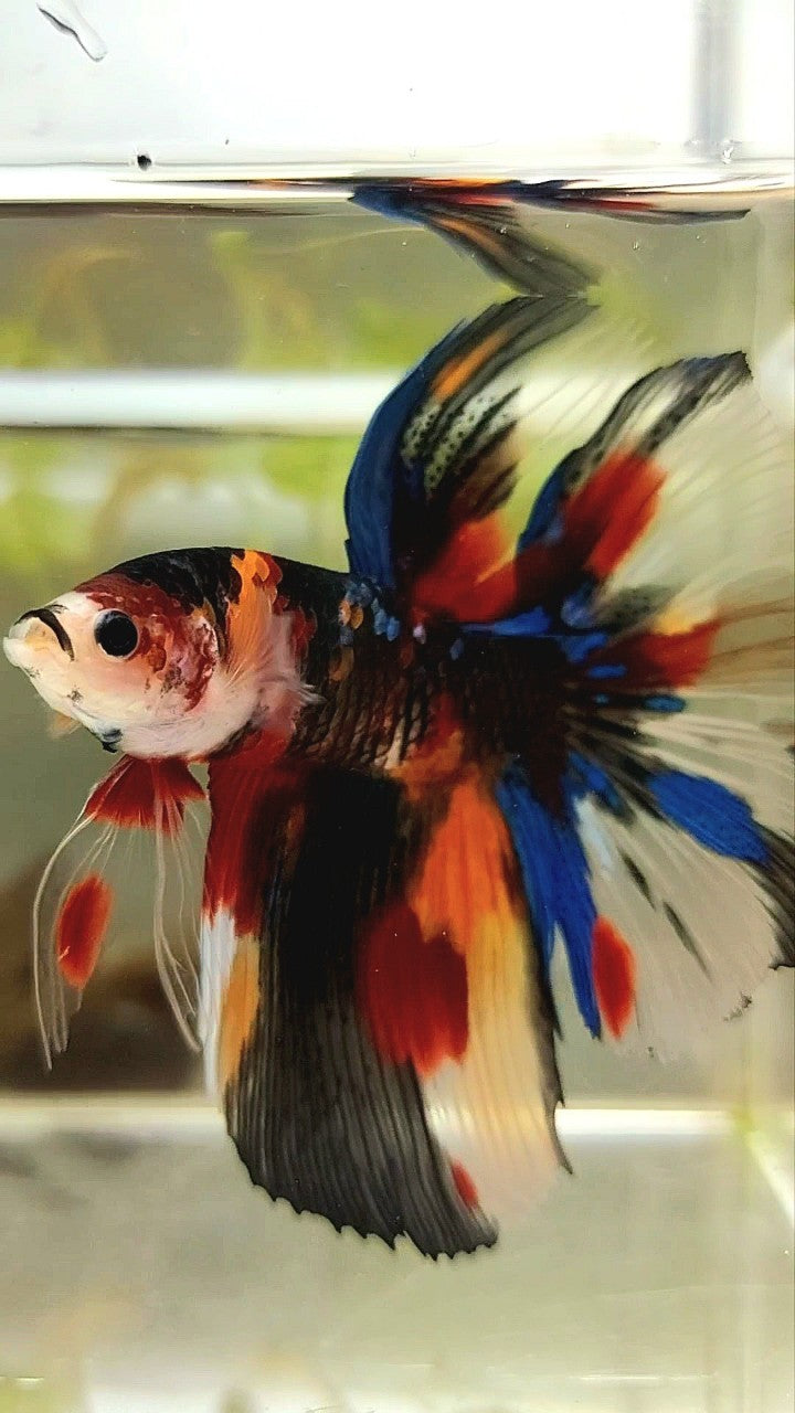 XL HALFMOON KOI SPLASH MULTICOLOR BETTA FISH