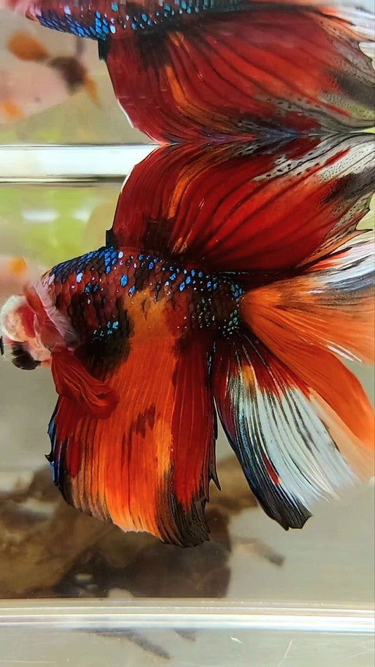 XL HALFMOON DOUBLE TAIL ORANGE GALAXY MULTICOLOR BETTA FISH