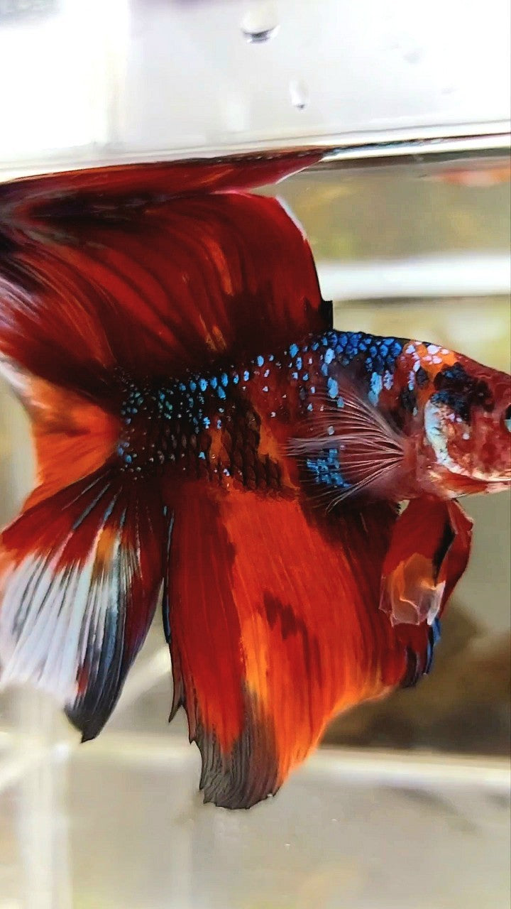 XL HALFMOON DOUBLE TAIL ORANGE GALAXY MULTICOLOR BETTA FISH