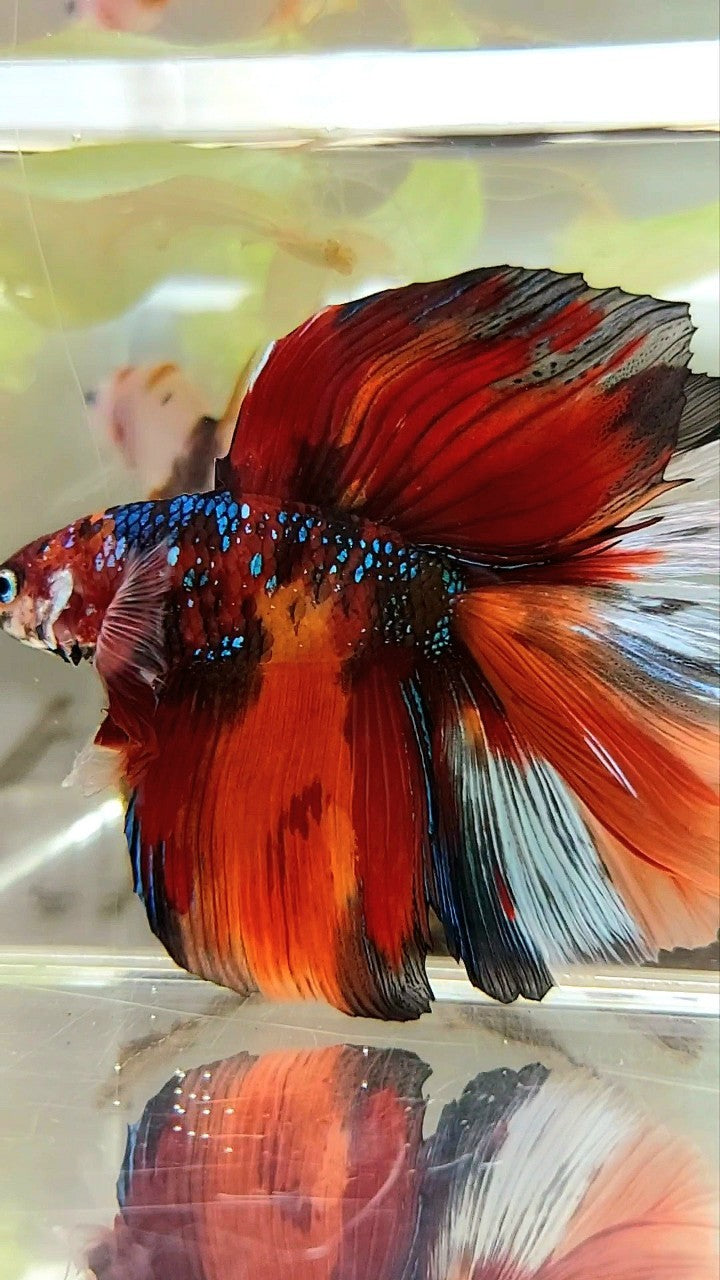 XL HALFMOON DOUBLE TAIL ORANGE GALAXY MULTICOLOR BETTA FISH