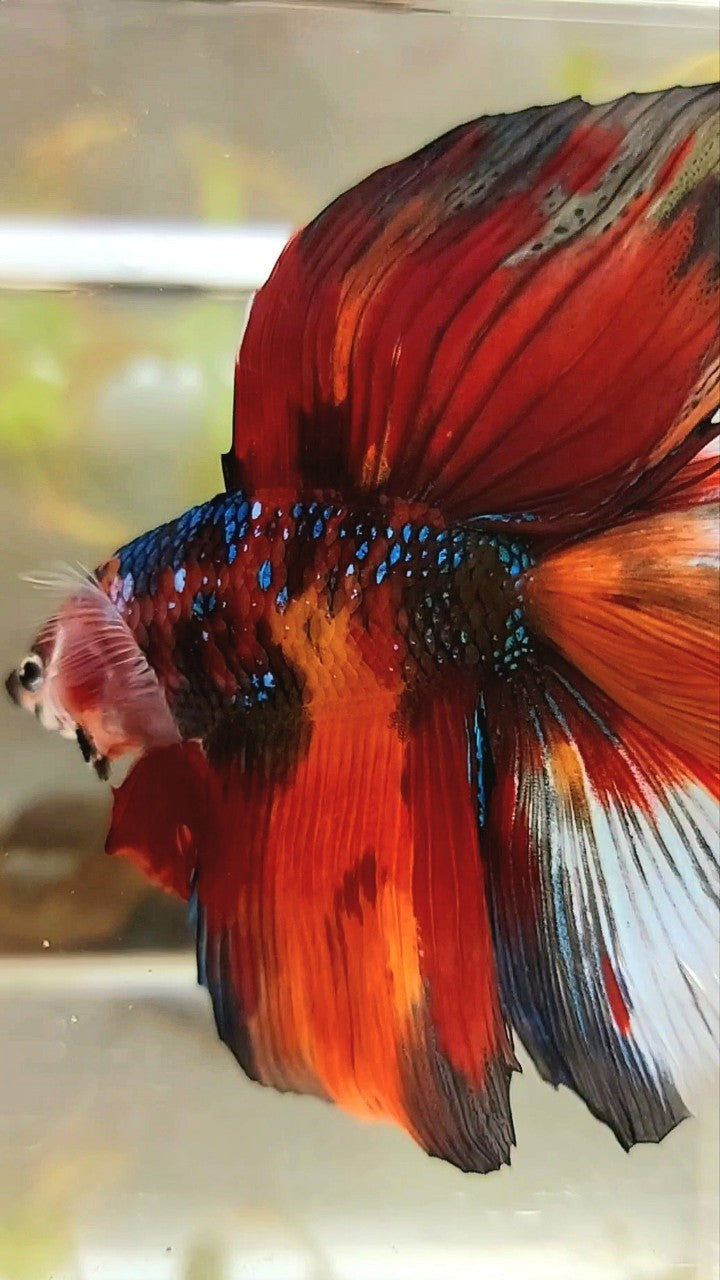 XL HALFMOON DOUBLE TAIL ORANGE GALAXY MULTICOLOR BETTA FISH